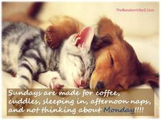 two kittens sleeping next to each other on top of a bed with the caption sunday are made for coffee cuddles, sleeping in afternoon naps and nothing about monday