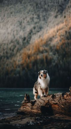 a dog sitting on top of a log in the middle of a lake with mountains in the background