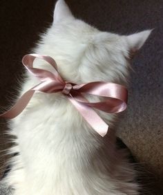 a white cat with a pink bow on it's neck