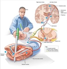 an image of the human nervous system with labels on it and labeled in blue text