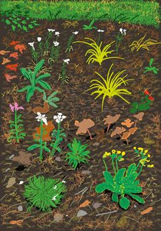 an image of various plants in the dirt