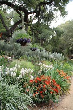 an assortment of flowers and plants in a garden