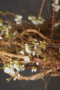 white flowers are hanging from the branches of a tree