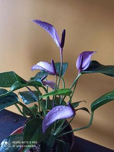 purple flowers in a pot with water droplets on the petals and green leaves around them