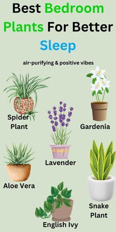 the best bedroom plants for better sleep by aloe vera, english ivy, air purifying & positive vibes