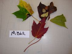 some leaves and acorns are arranged on a white surface with a name tag