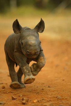 a baby rhino running across a dirt field