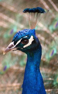 a peacock with blue feathers standing in front of a tree