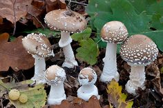 three mushrooms with white speckles on them in the leaves and fallen leaves around them