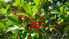 berries are growing on the branches of trees