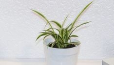 a white potted plant sitting on top of a table next to a box with an open lid