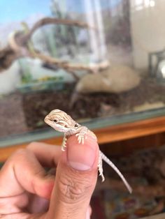 a small lizard is sitting on someone's finger in front of a glass case