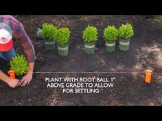 a man kneeling down in front of some potted plants with the caption plant with root ball 1 above grade to allow for setting