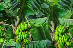 several bunches of green bananas hanging from a tree