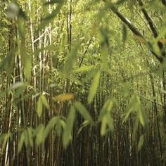 an image of bamboo trees in the woods