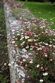 a stone wall with flowers growing out of it