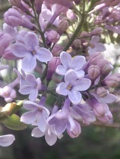 purple flowers are blooming in the sun