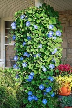 blue flowers are growing on the side of a house in front of some potted plants