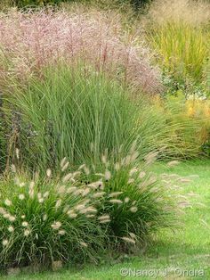 some very pretty plants in the grass