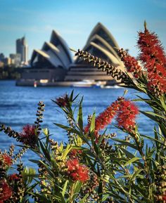 red flowers in front of the sydney opera house