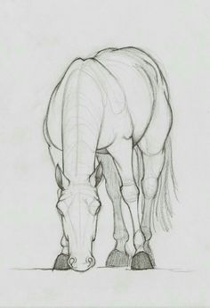 a pencil drawing of a horse grazing on the ground with it's head down