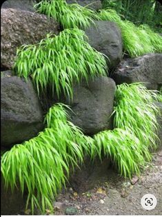 some rocks and green grass growing on them