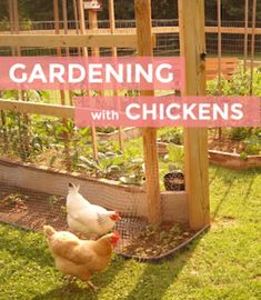 two chickens standing in the grass next to a chicken coop with a pink sign that says gardening with chickens