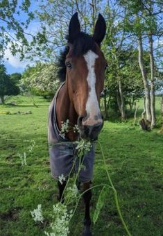 a brown horse standing on top of a lush green field