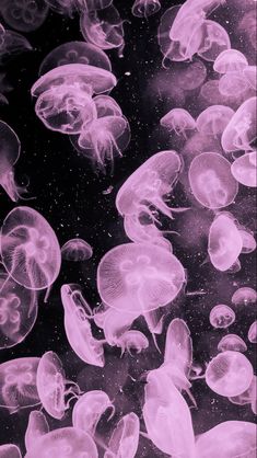 purple jellyfish floating in the water together