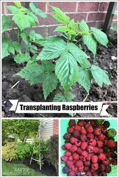 raspberries are growing in the garden