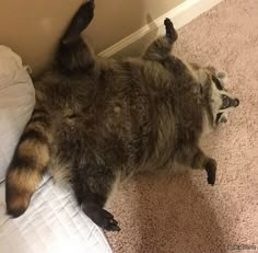 a raccoon is laying on its back on the floor with it's legs spread out