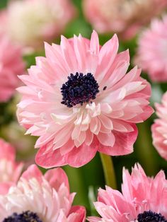 pink and white flowers with green stems in the background