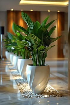 there are many plants in the white vases on the floor next to each other