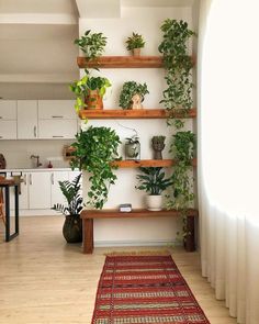 a living room filled with lots of plants on wooden shelves next to a white wall