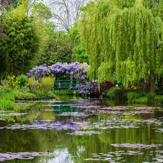 a pond filled with lots of water lilies next to a lush green park bench