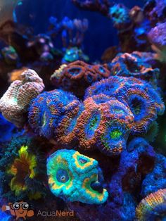 an aquarium filled with lots of different colored corals