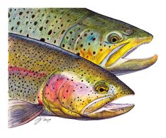 two brown and rainbow colored fish with their mouths open