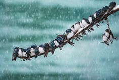 several birds are sitting on a branch in the rain while it's snowing