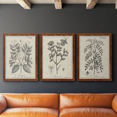 three framed botanical prints hang on the wall above a leather couch in a living room