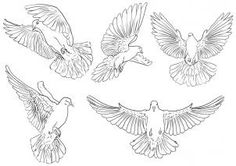 six different birds flying in the air with their wings spread out and one bird on its back