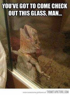 an iguana looking through a glass window with the caption oh glass i love you