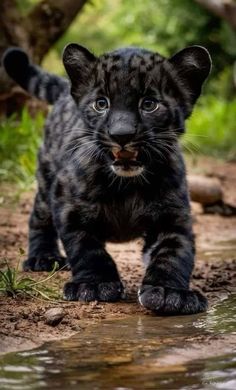 a baby black leopard walking across a dirt road next to a body of water with trees in the background