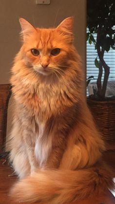 an orange cat sitting on top of a wooden table