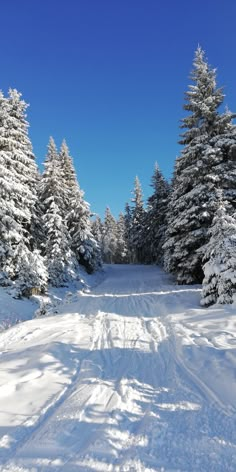 a snow covered road surrounded by pine trees