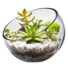 a glass bowl filled with succulents and dirt on top of a white surface