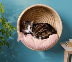 a cat is sleeping in a basket on the wall next to a table and plant