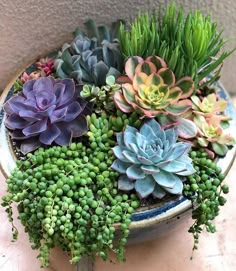 several succulents in a blue and white bowl on a table next to a wall