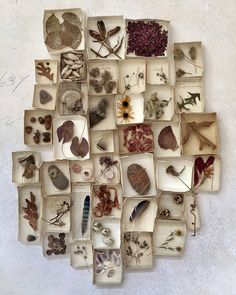 an arrangement of pressed flowers and leaves arranged in squares on a white surface with writing underneath