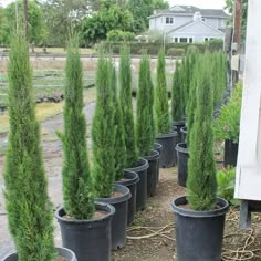 several potted plants in front of a house