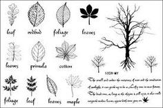 an image of different types of leaves and branches on a sheet of paper with text